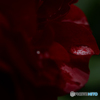 雫にひろがる薔薇の園