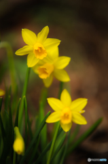 Yellowな時