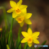Yellowな時