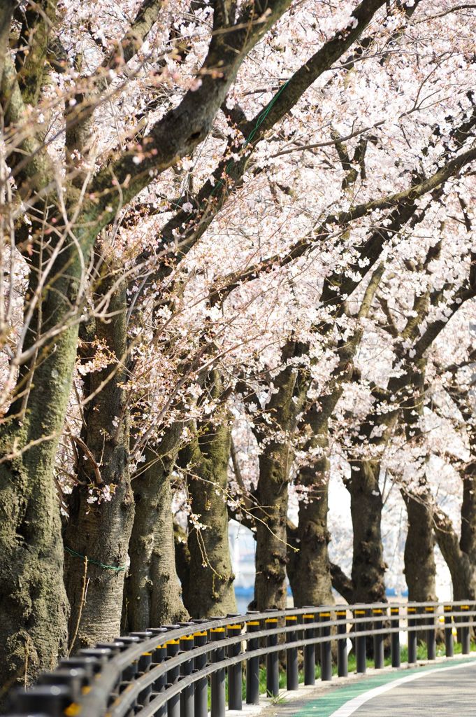 桜並木