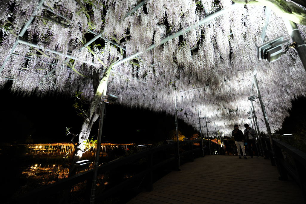 藤の橋