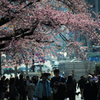 都会の桜