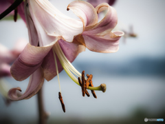 栄華の終焉