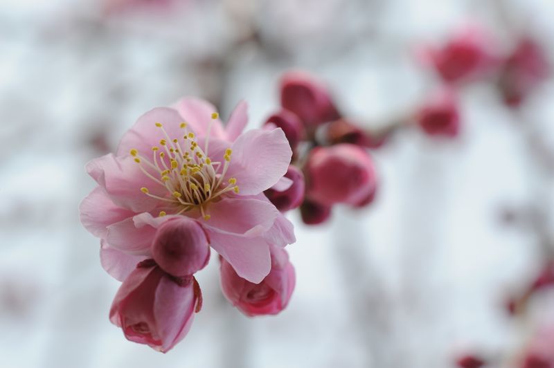 花も蕾も