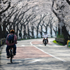桜のトンネル