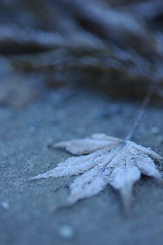 氷紅葉