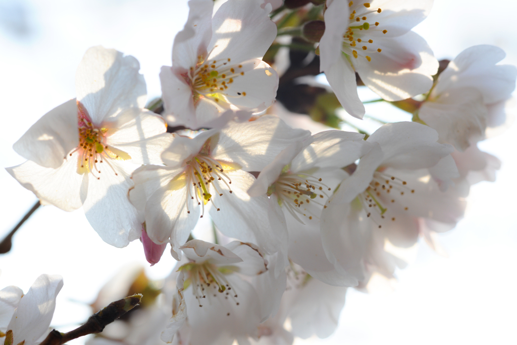 透桜