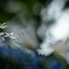 梅雨空の花