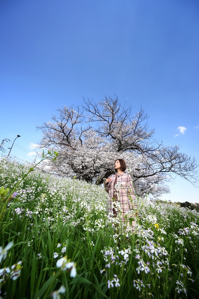 桜