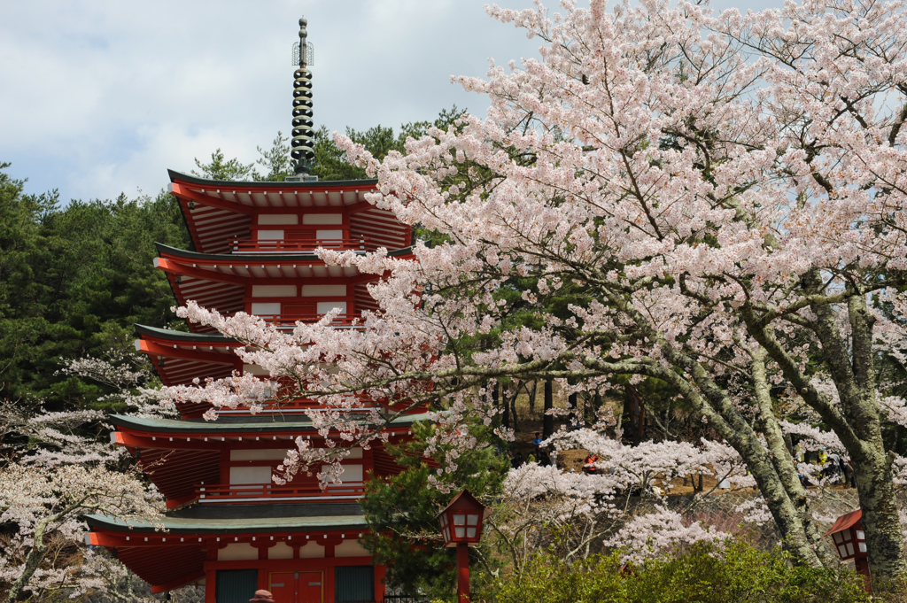 桜と五重塔