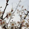曇天にも鮮やかに