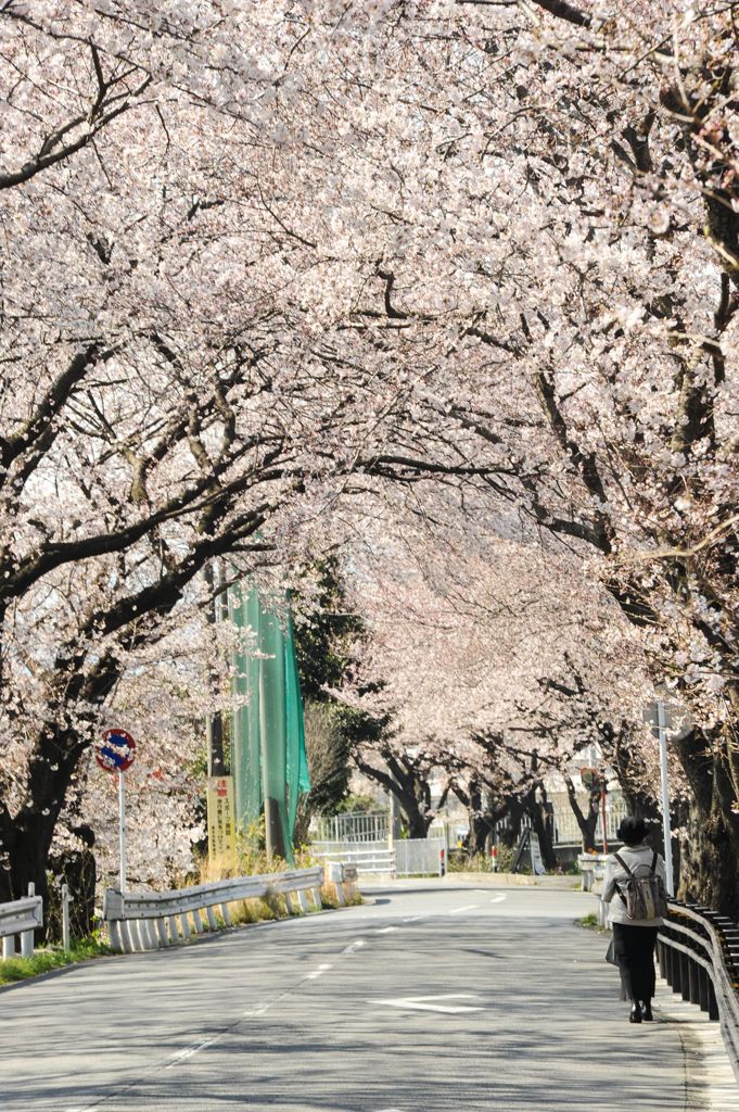 桜のトンネル