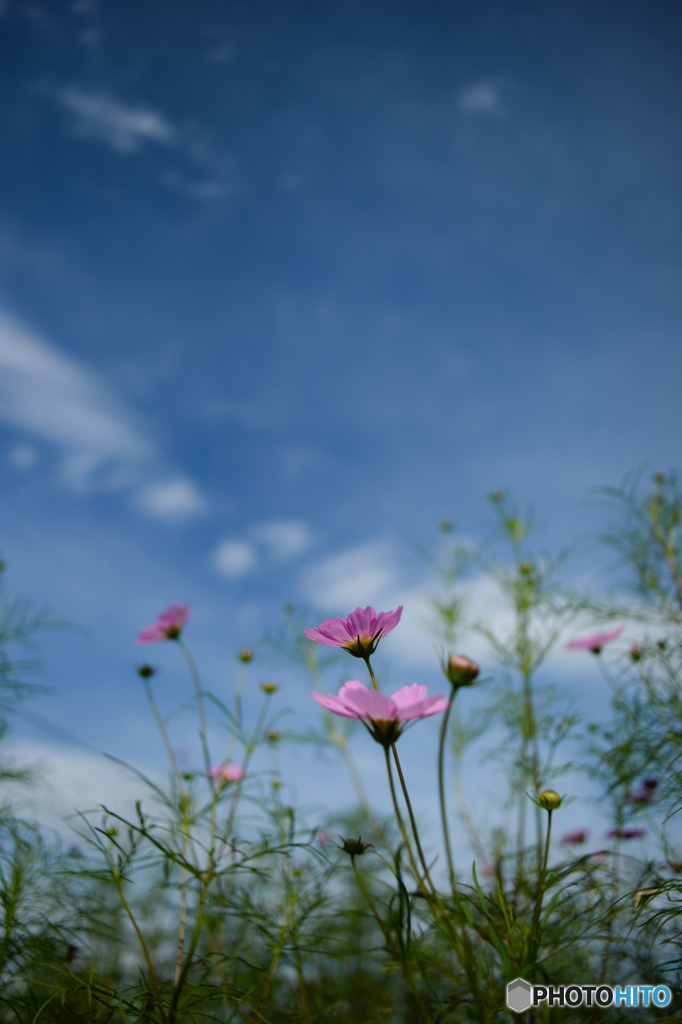 秋空