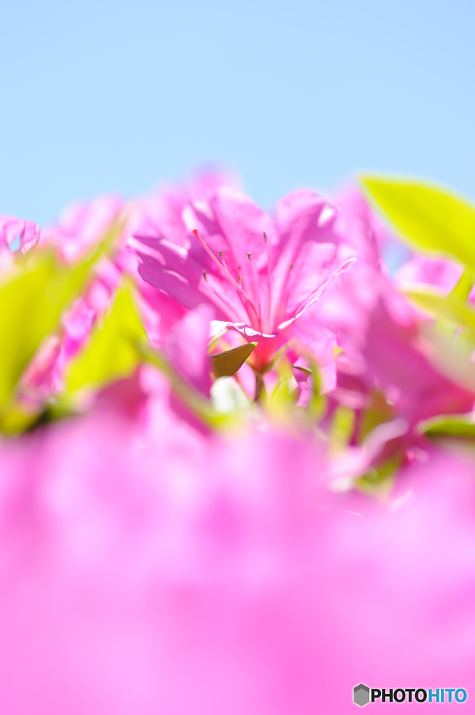 眩しく輝く