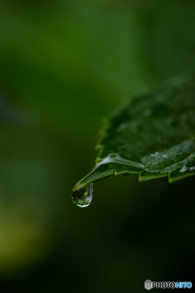 雨の雫