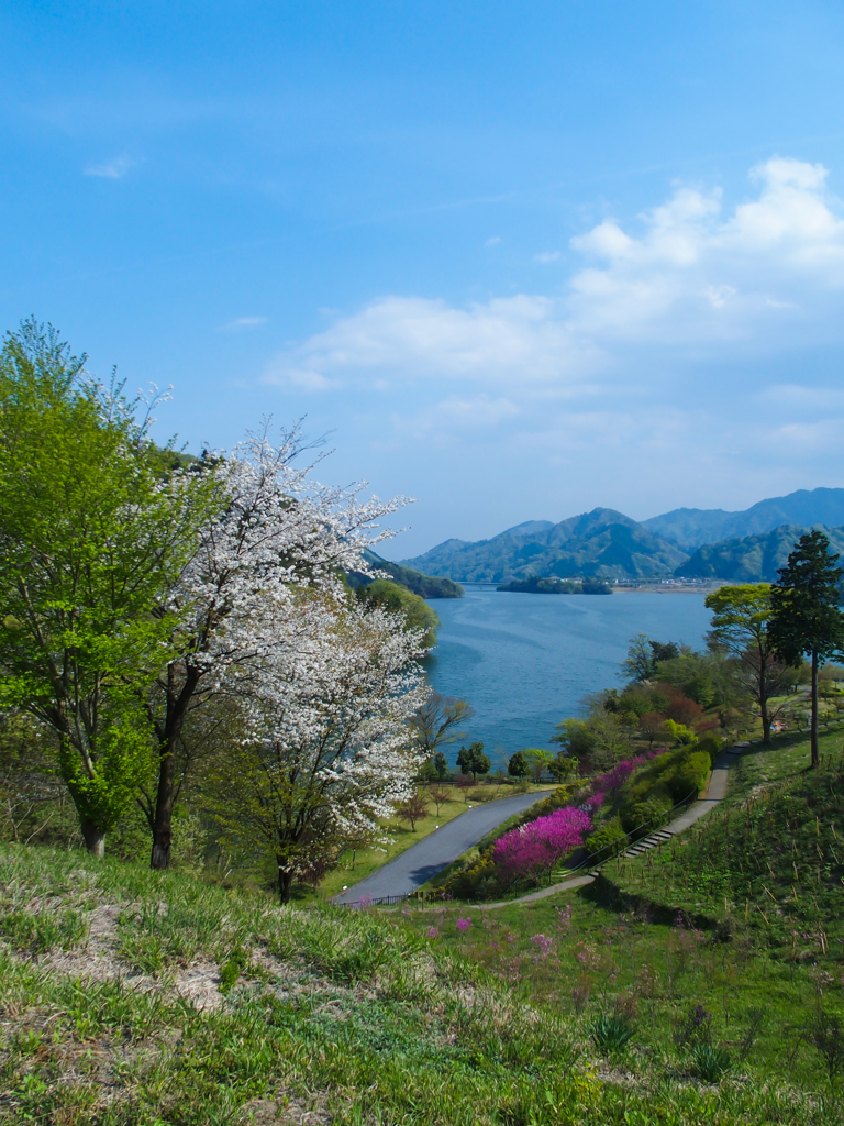 宮ケ瀬湖の桜その１