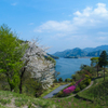 宮ケ瀬湖の桜その１