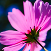 輝く花～裏～