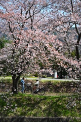 桜散歩