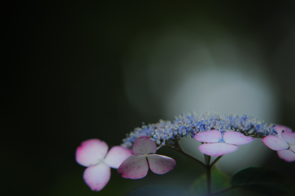 希望の光