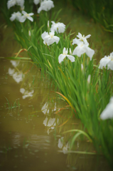 Green on white