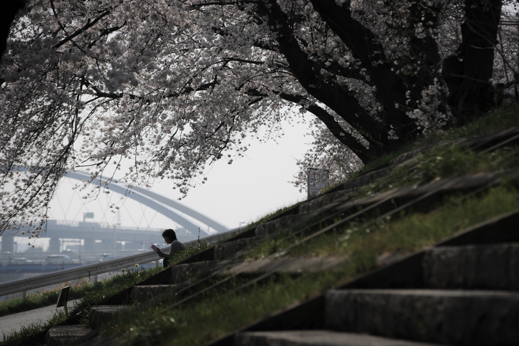 桜の下で過ごす時間