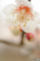 頬紅