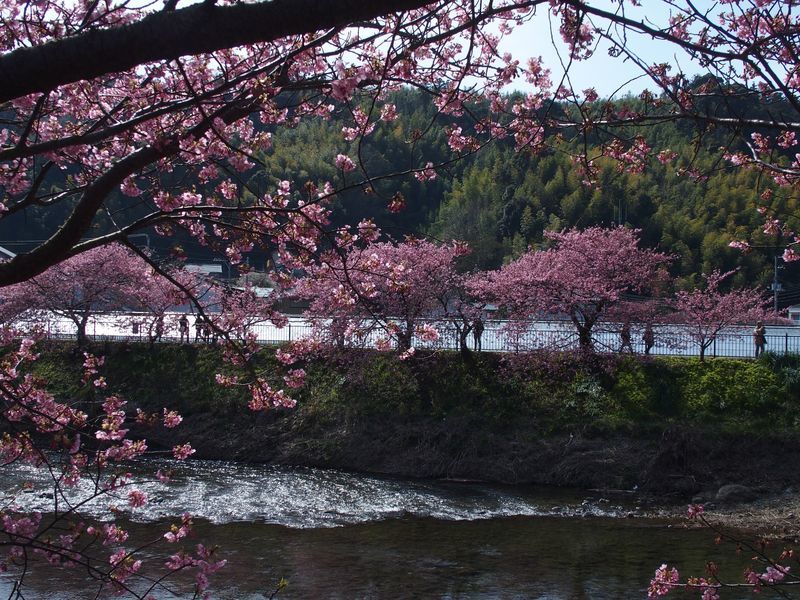 河津桜の在る景色