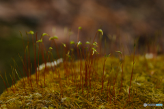 苔の森