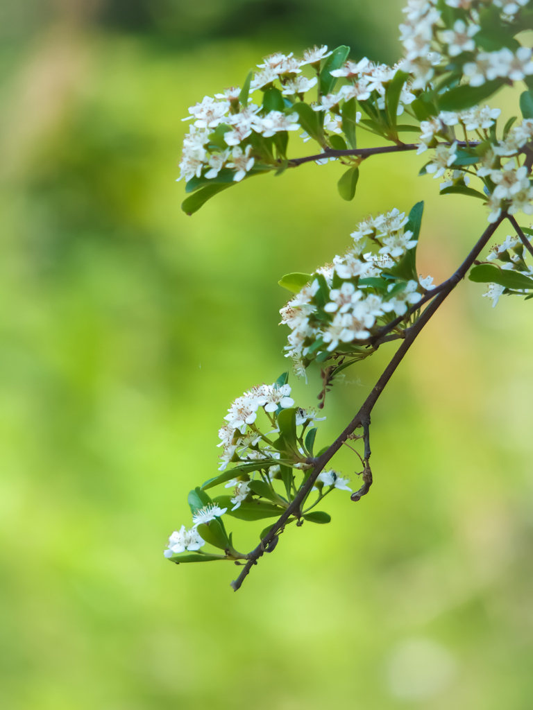 Green Back