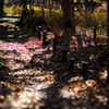 公園の小路