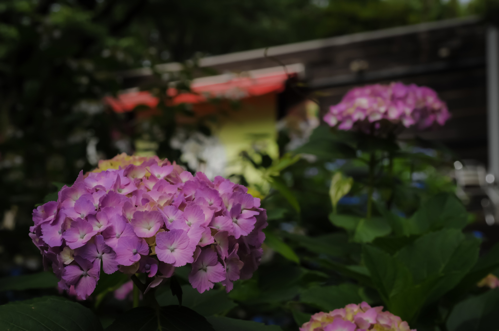 紫陽花の後はカフェにでも？