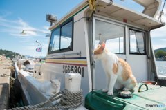 港ねこ