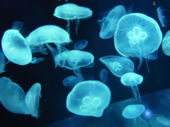じゅういち