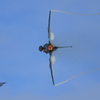 岐阜基地航空祭2017　F-2機動飛行①