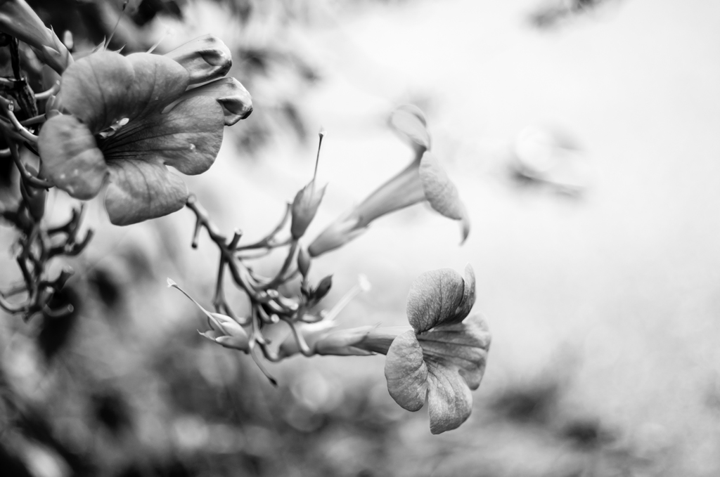 Campsis grandiflora