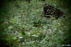 雨後の森