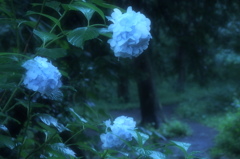 最寄り駅からの帰り道_5