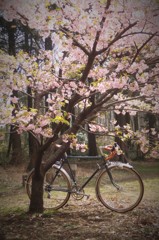 花より自転車