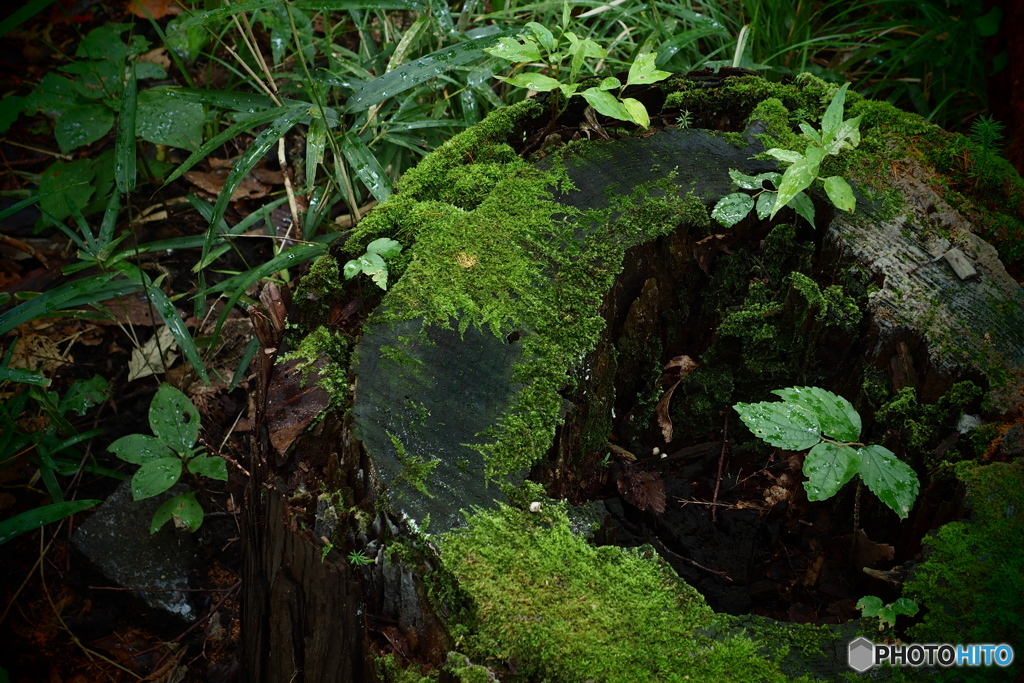 雨後の森