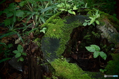 雨後の森