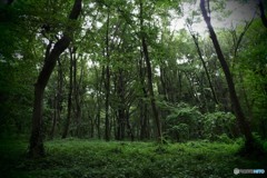 雨後の森