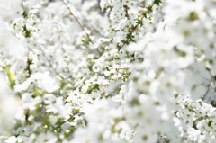 20150327-_DSC0022
