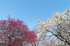 20150322-_DSC0005