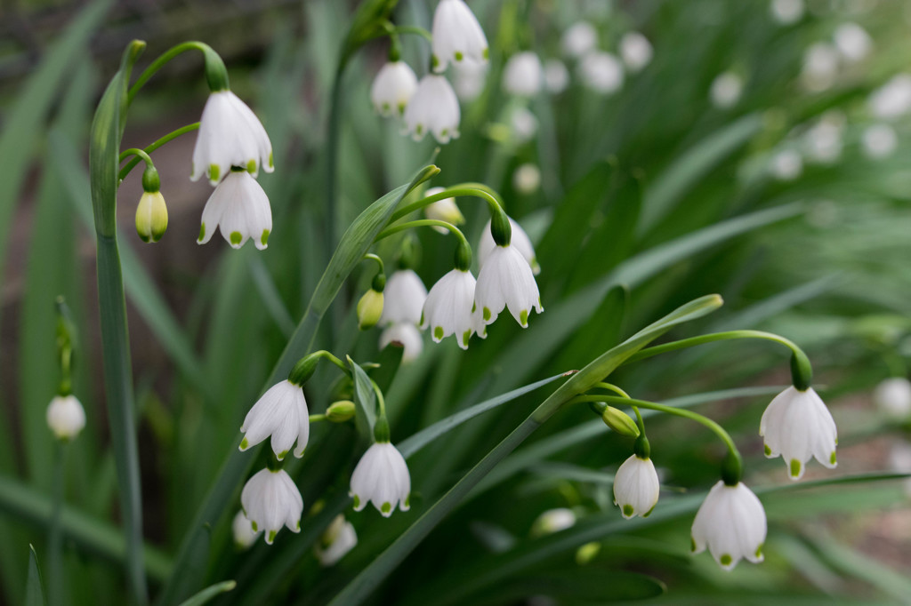 20150411-_DSC0014