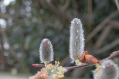 20150319-_DSC0019