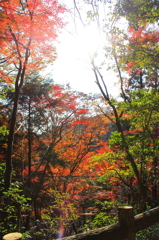 紅葉２