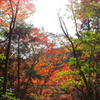 紅葉２