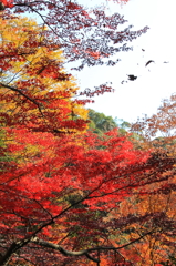 紅葉１