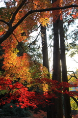 紅葉３
